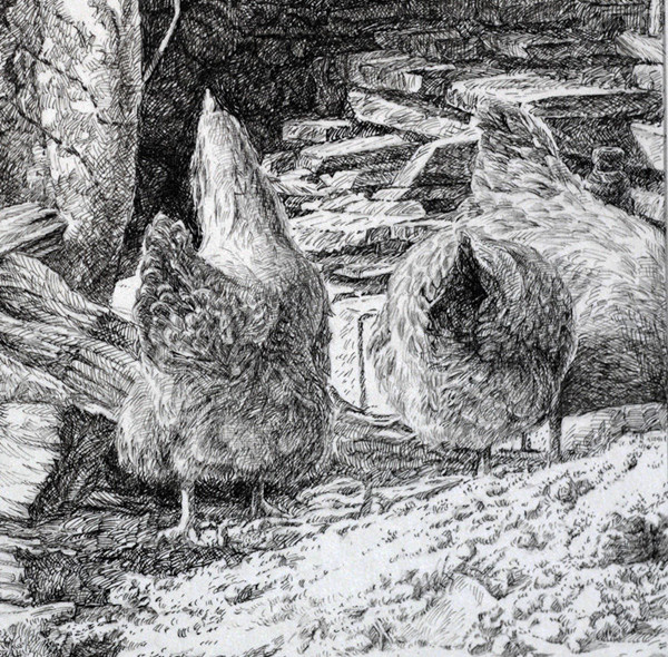 写实动物钢笔画：怎样表现“禽类”