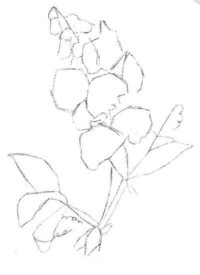 豌豆花怎么画？简单水粉画花卉步骤图