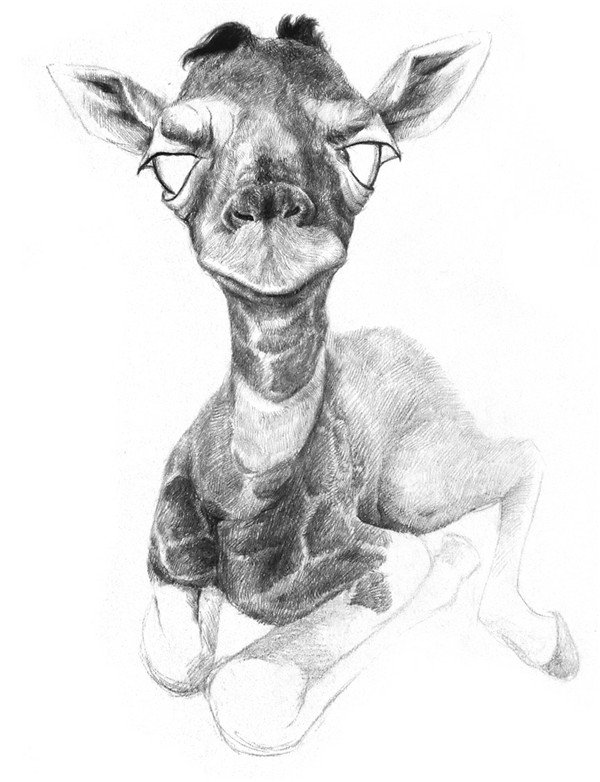 长颈鹿素描完整画法是什么？