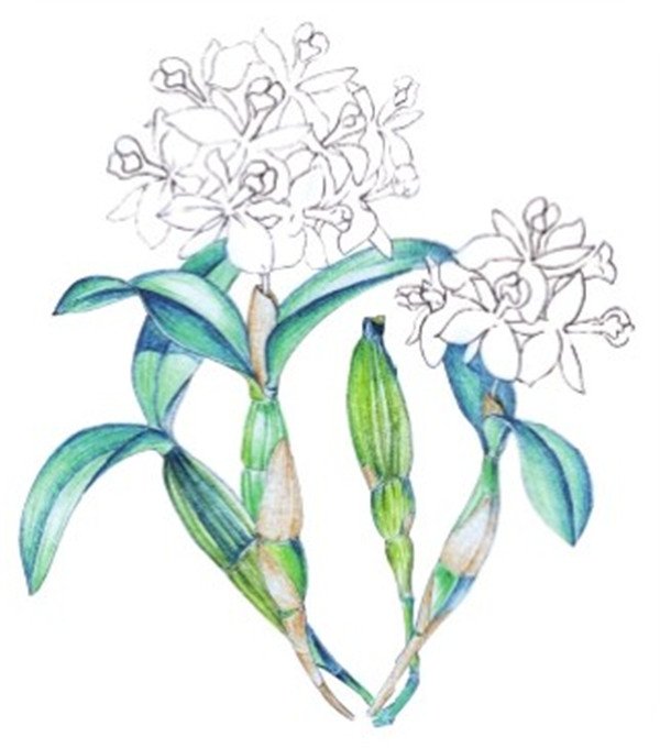 水粉画花卉画法图解：水粉石斛兰的画法