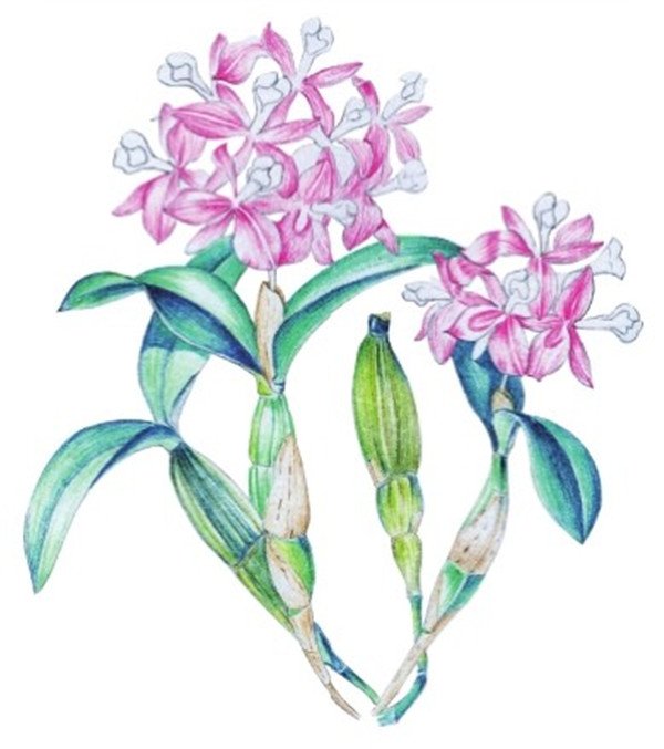 水粉画花卉画法图解：水粉石斛兰的画法