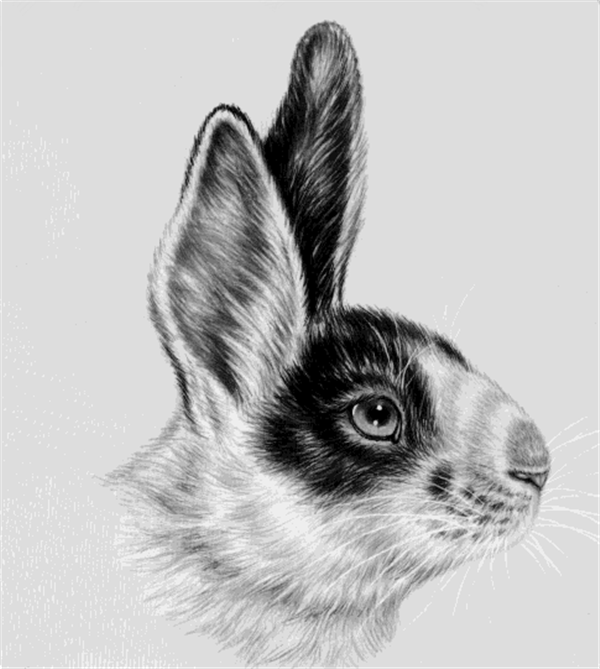 工笔画教程：兔子的工笔画