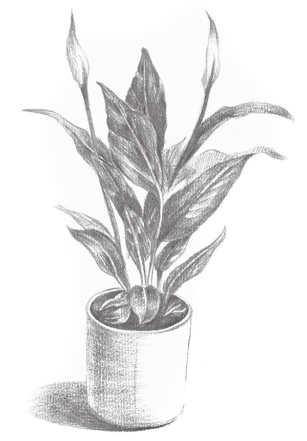 植物静物素描：白掌的绘画步骤