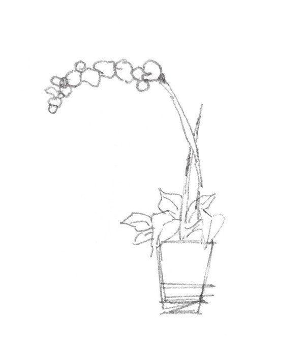 简单植物速写的绘画步骤