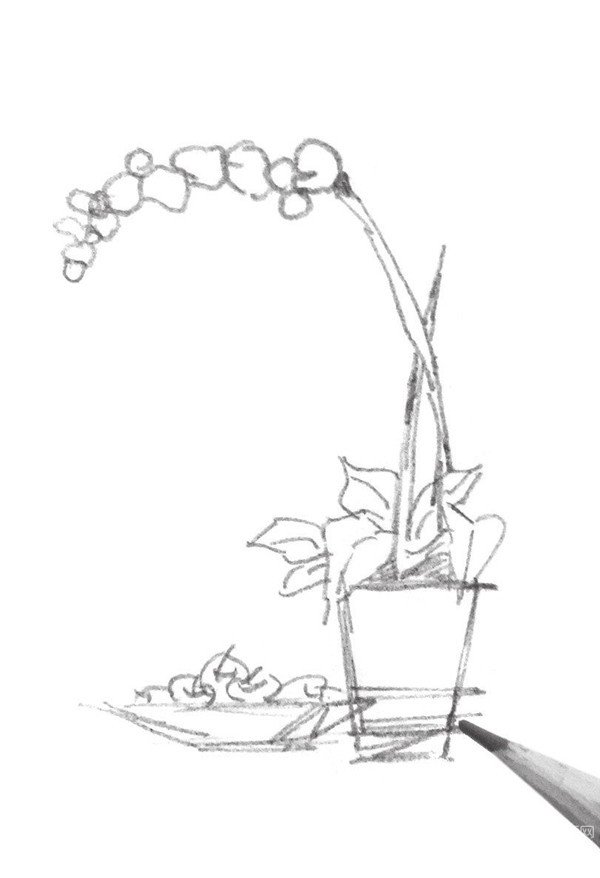 简单植物速写的绘画步骤