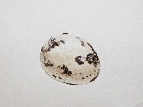 鹌鹑蛋的画法图片