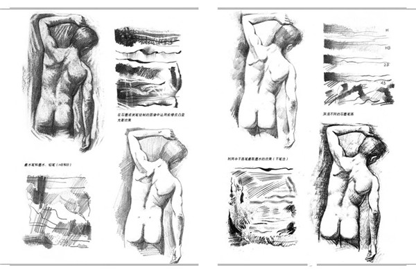素描人体结构比例