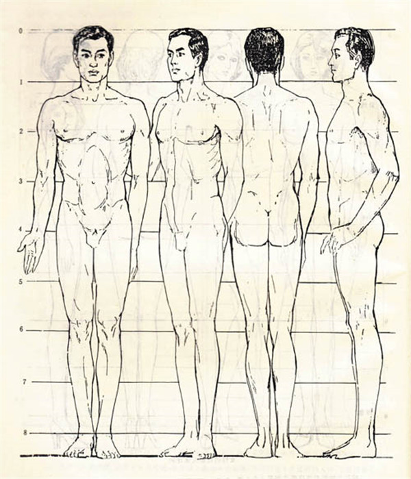 素描人体结构比例
