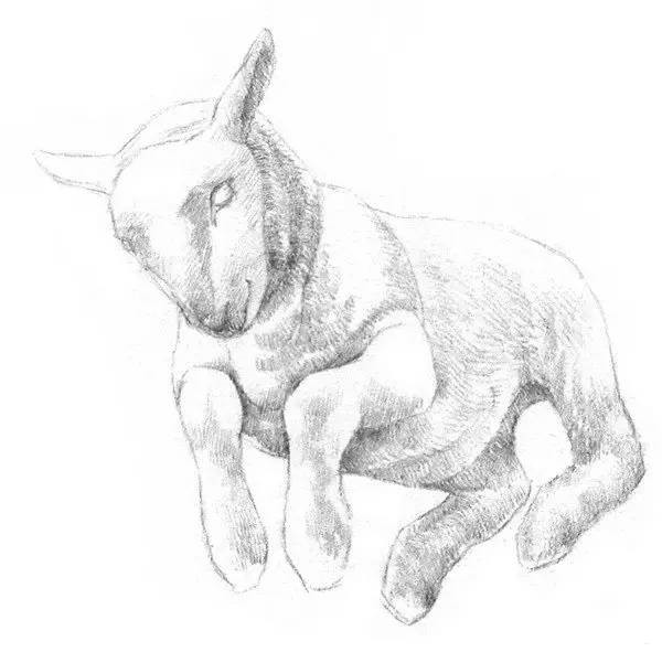 素描动物羊羔的画法
