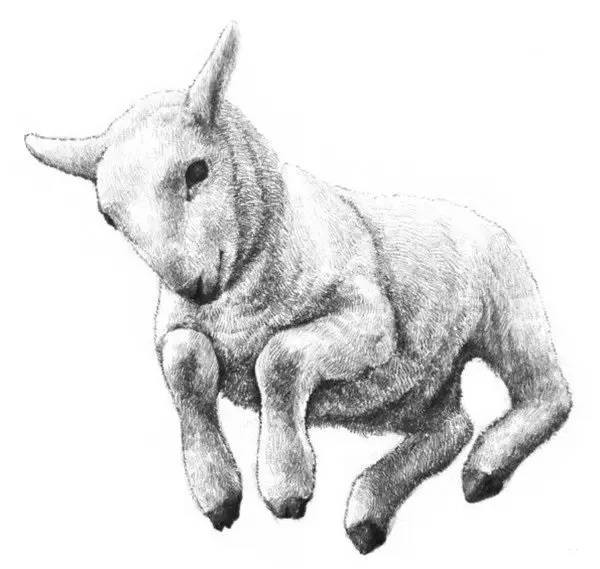 素描动物羊羔的画法
