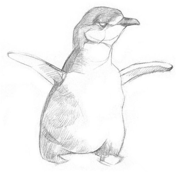 动物素描教程步骤图解：小企鹅的画法