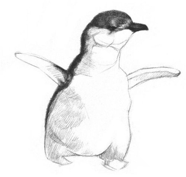 动物素描教程步骤图解：小企鹅的画法