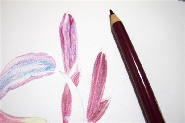 彩铅手绘花朵教程：换锦花的画法