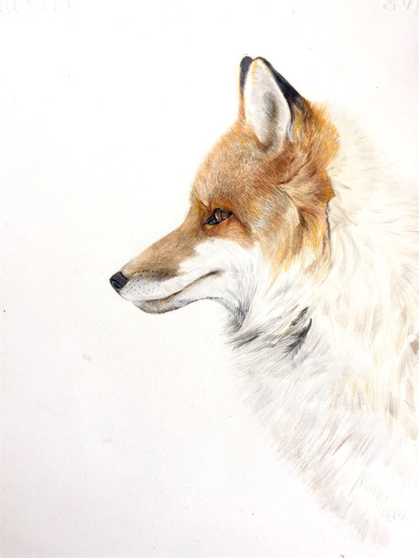 写实彩铅画狐狸