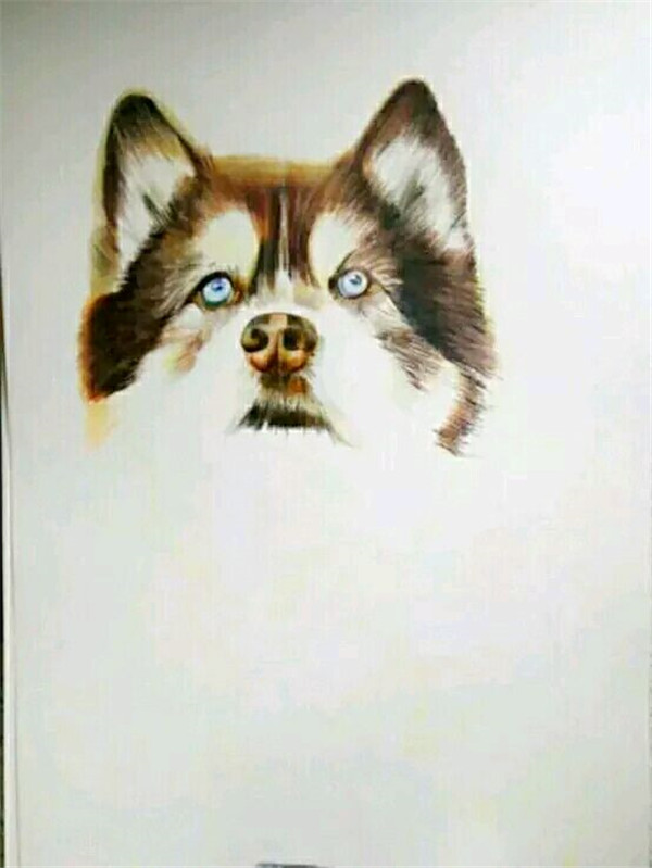 彩铅狗狗画法