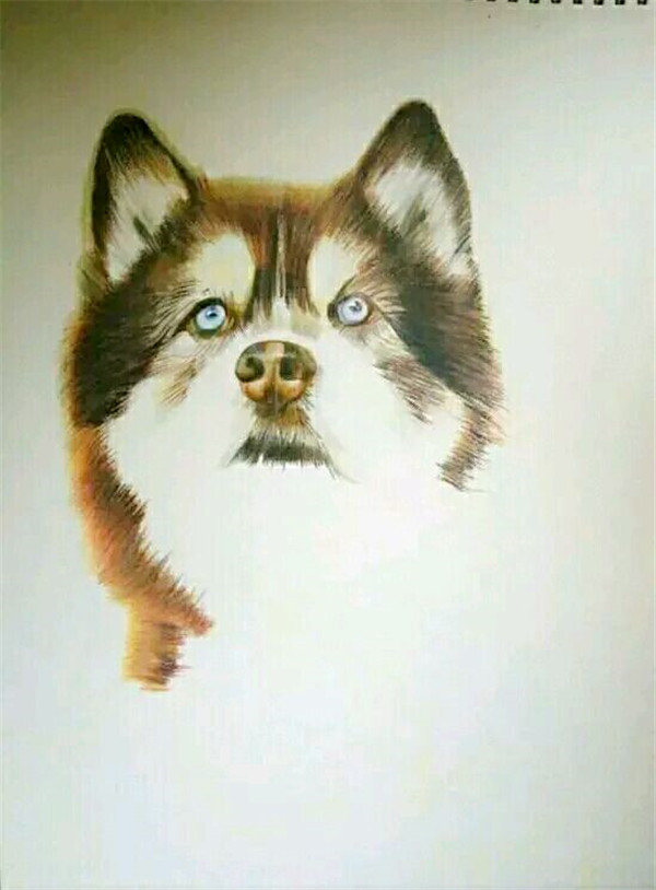 彩铅狗狗画法