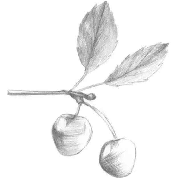 初级素描绘画樱桃
