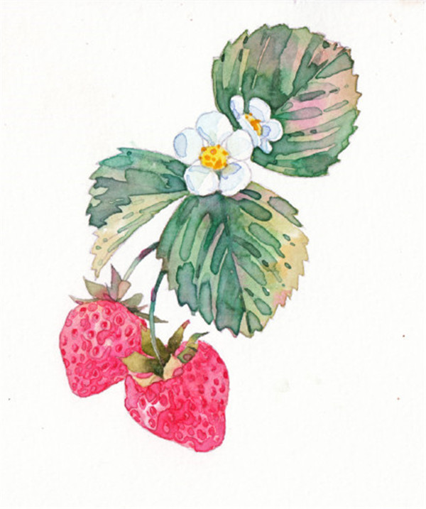 草莓水彩画步骤