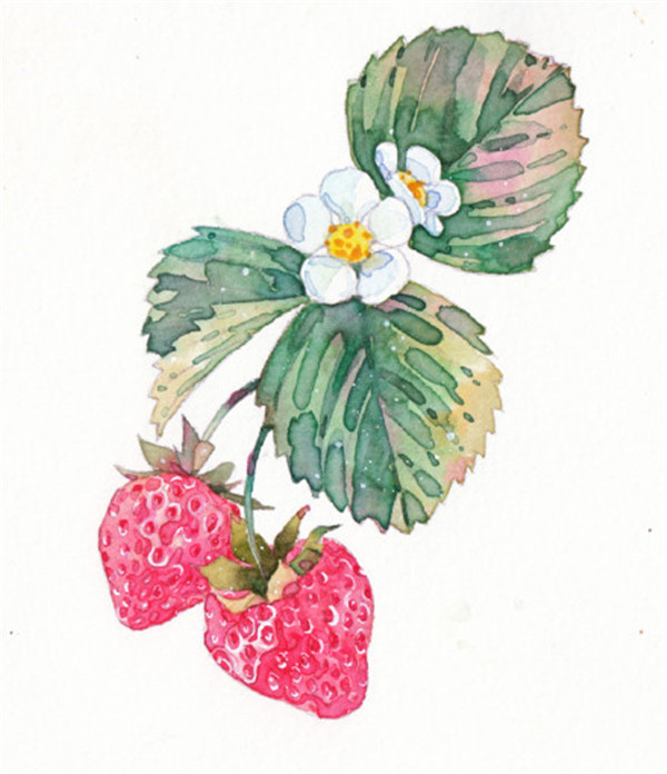 草莓水彩画步骤