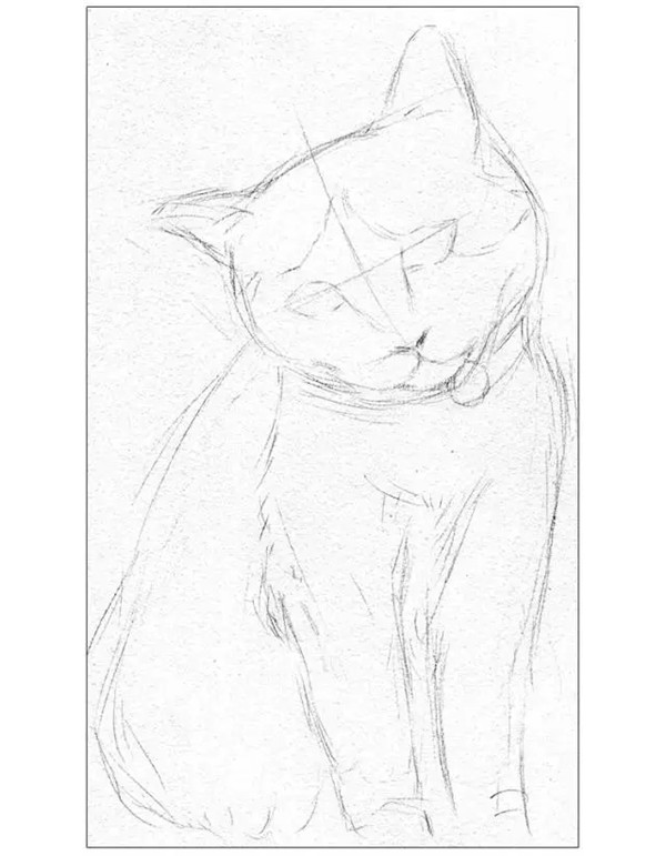小猫素描画法步骤教程