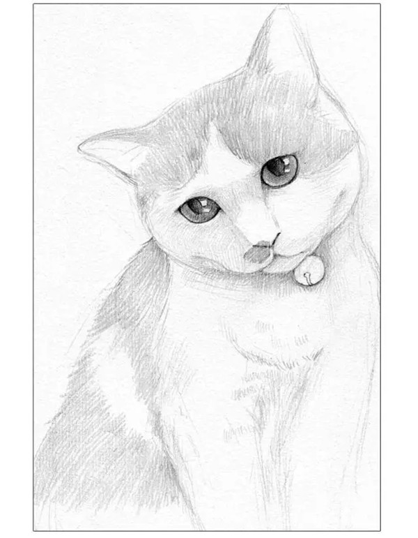 小猫素描画法步骤教程