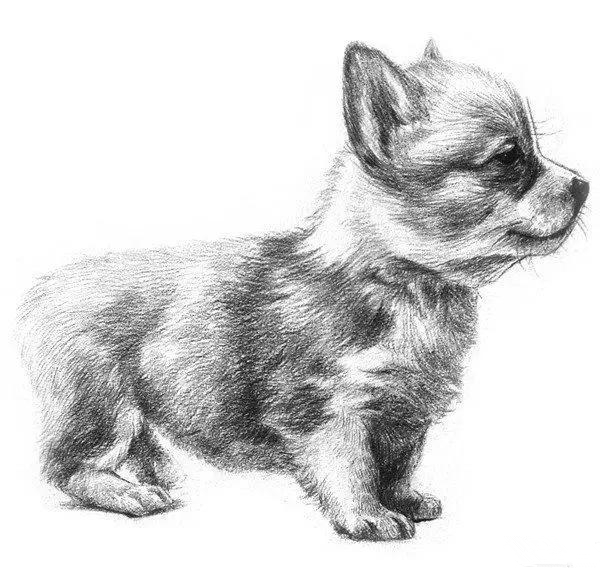 简单的素描小狗怎么画?小狗素描画法教程