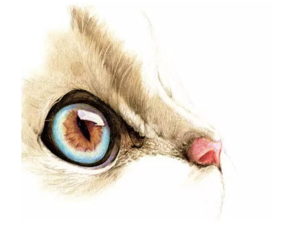 彩铅猫咪画法教程含详细步骤