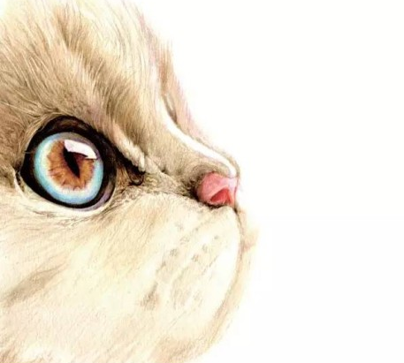 彩铅猫咪画法教程含详细步骤