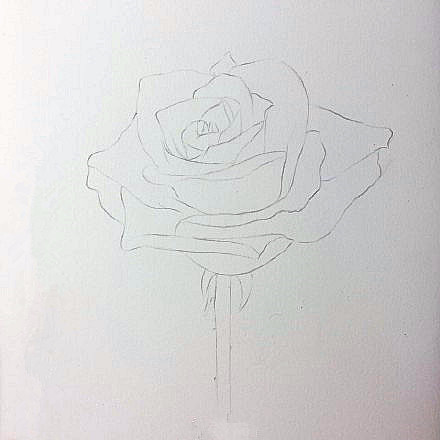 花怎么画?玫瑰花彩铅画教程