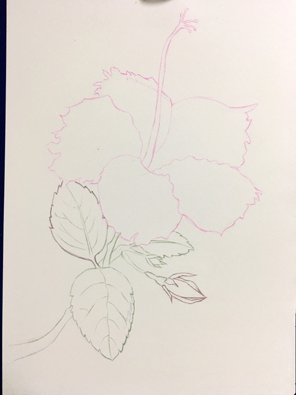 彩铅教程画简单花卉：扶桑花彩铅画步骤图