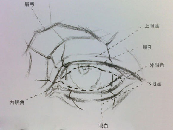 素描眼睛的画法:素描眼睛结构解析图文步骤
