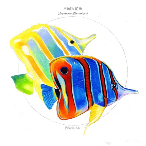 无基础彩铅入门教程：热带鱼彩铅画步骤图