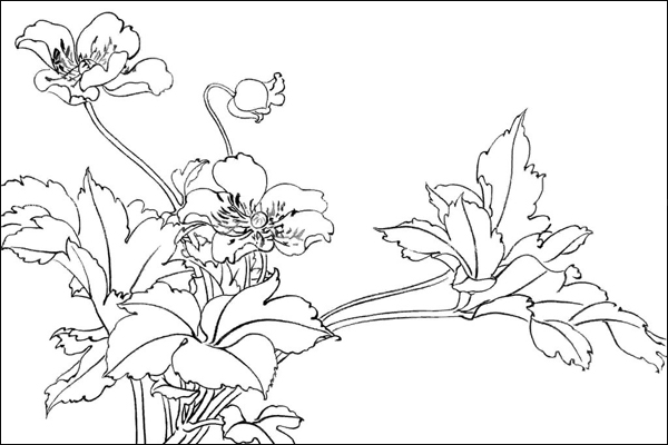 白描花卉入门教程：花卉的结构形态讲解