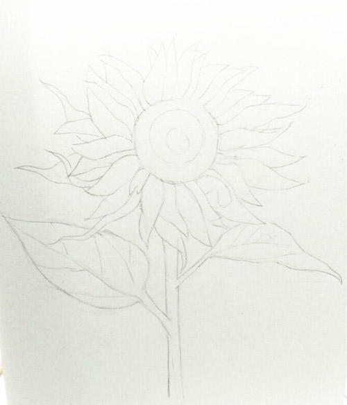 简单彩铅花朵教程：向日葵彩铅画教程