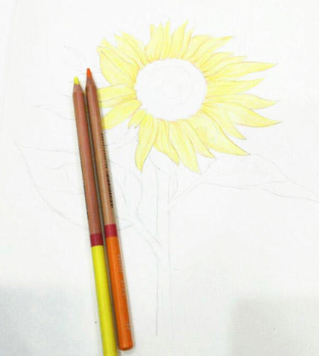 简单彩铅花朵教程：向日葵彩铅画教程