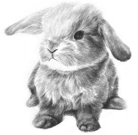素描动物素描铅笔画兔子详细步骤