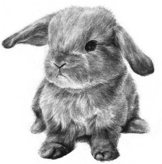 素描动物：素描铅笔画兔子详细步骤