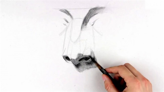 素描鼻子画法步骤图片教程
