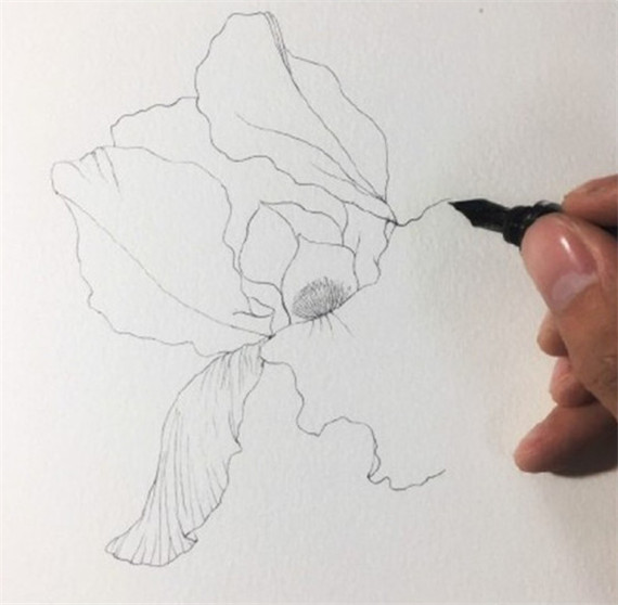 鸢尾花怎么画?简单的水彩画鸢尾花画法