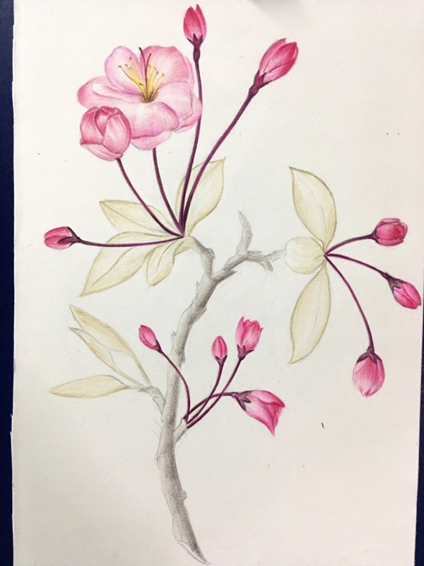 彩铅手绘唯美花卉教程：彩铅画海棠花