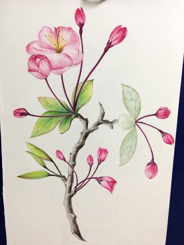 彩铅手绘唯美花卉教程：彩铅画海棠花