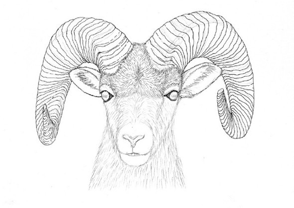 钢笔画教程：羊的钢笔画画法