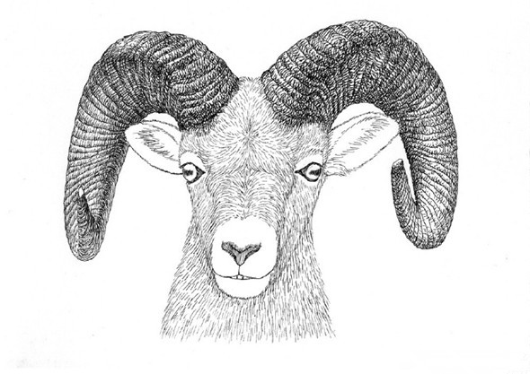 钢笔画教程：羊的钢笔画画法