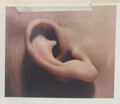 人物素描：素描耳朵的画法图解