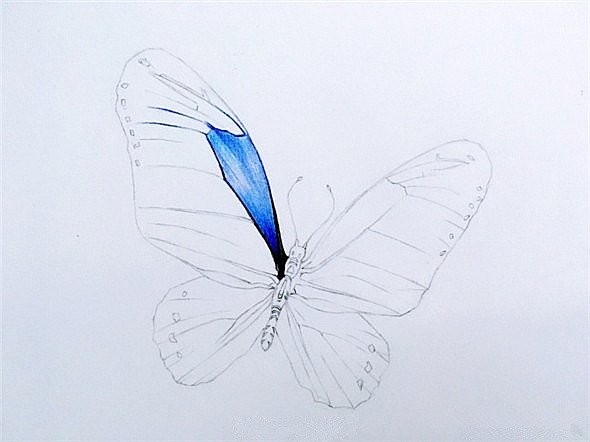彩铅画入门：漂亮的蝴蝶彩铅画教程