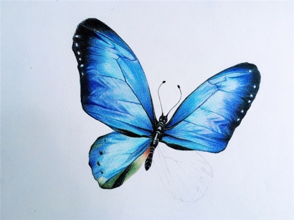 彩铅画入门：漂亮的蝴蝶彩铅画教程