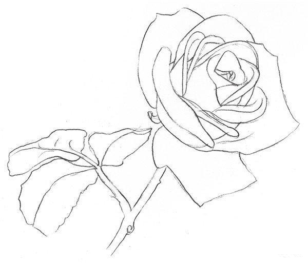 素描入门：玫瑰素描简单画法步骤