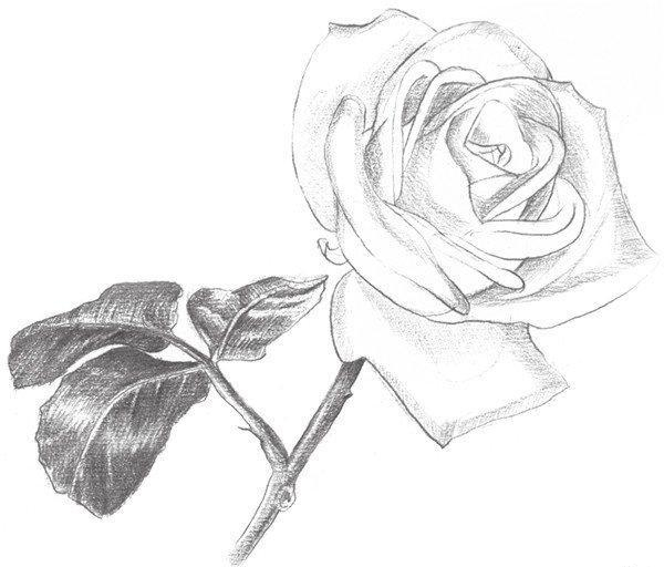 素描入门：玫瑰素描简单画法步骤