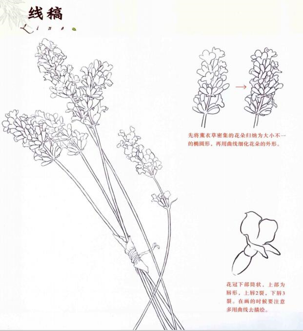 彩铅画花卉教程图解：彩铅薰衣草的画法步骤