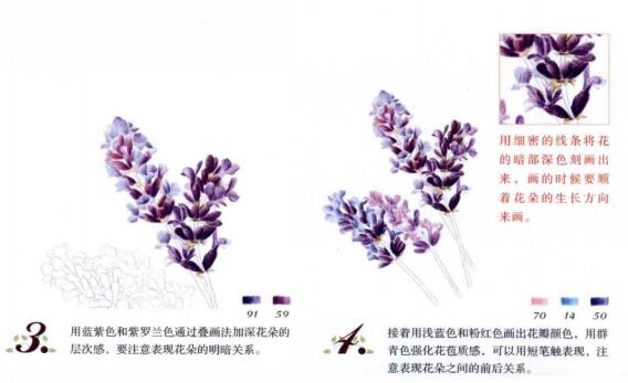 彩铅画花卉教程图解：彩铅薰衣草的画法步骤